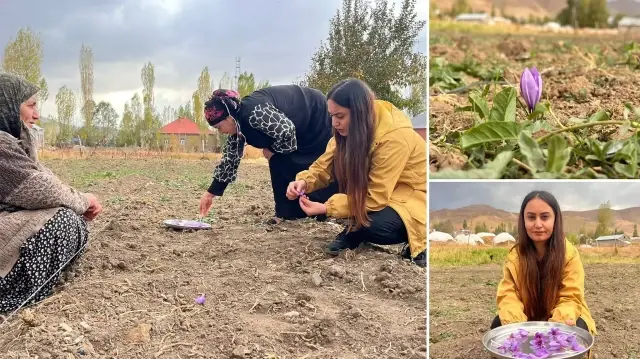 Hakkari’de ilk kez ekildi: Kilosu 600 bin TL’yi buluyor