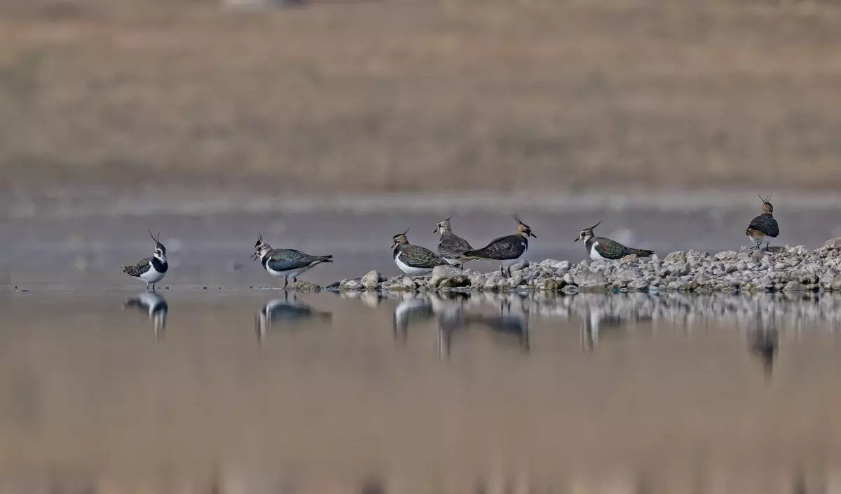 Kabaklı Göleti Kuruyor
