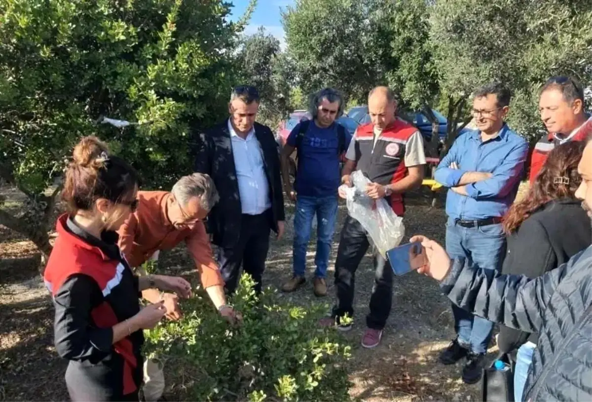 Sakız Ağacı Projesi Üreticileri Çeşme’de İnceleme Yaptı