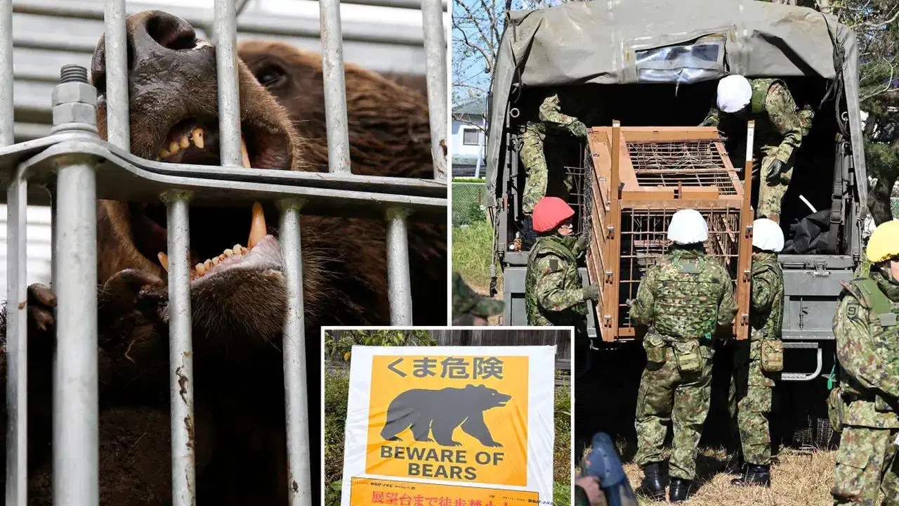 Ayı saldırıları kontrolden çıktı: Askerler sahaya iniyor