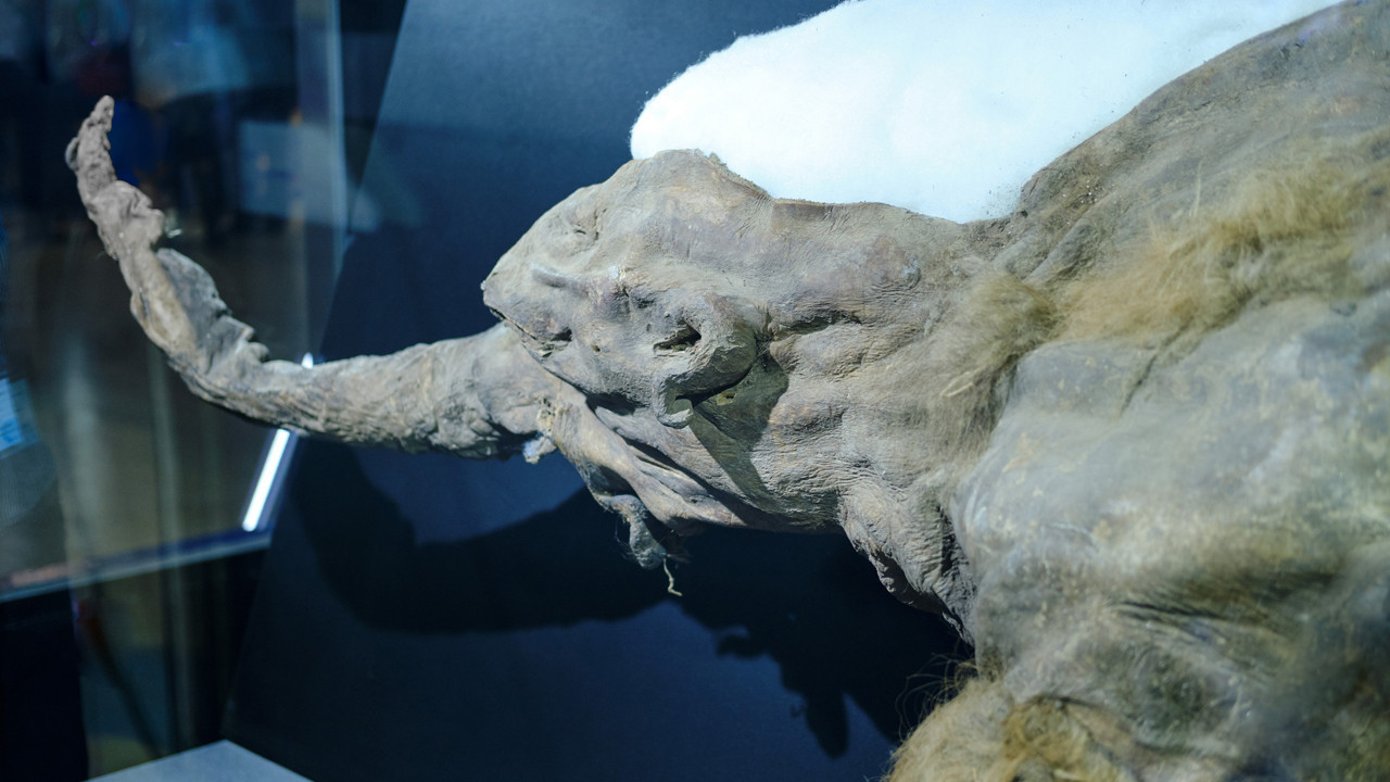 DNA yetmedi, RNA devri başladı: 40.000 yıllık mamut fosilinden çıkan sürpriz