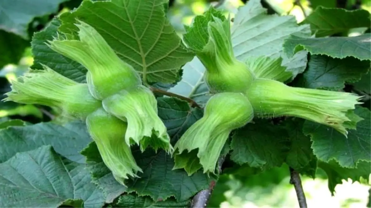 duzceden findik ihracati ccGGXpkX.jpg