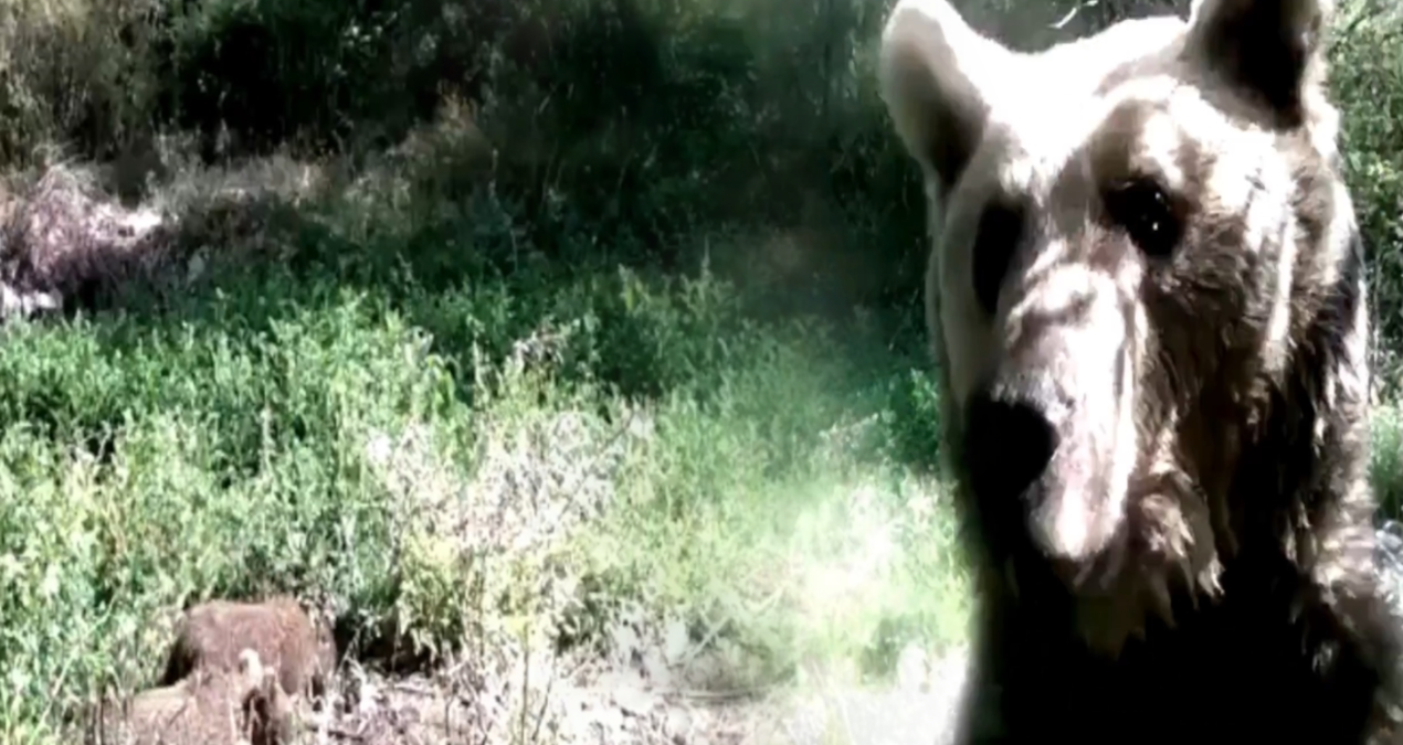 Ormanda yavrularıyla gezen ayı, fotokapana saldırdı