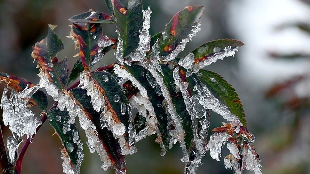 Zirai donun Malatya kayısısı ve bölge ekonomisine etkileri bilimsel olarak incelenecek