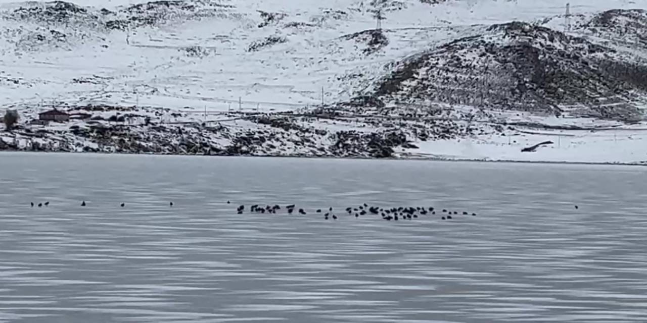 Çıldır Gölü bu sene donmadı