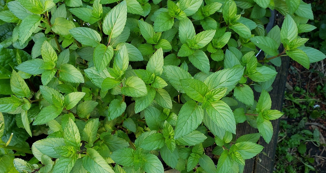 Ülkede ‘bahçenize nane dikin’ çağrısı yapıldı: İşte nedeni