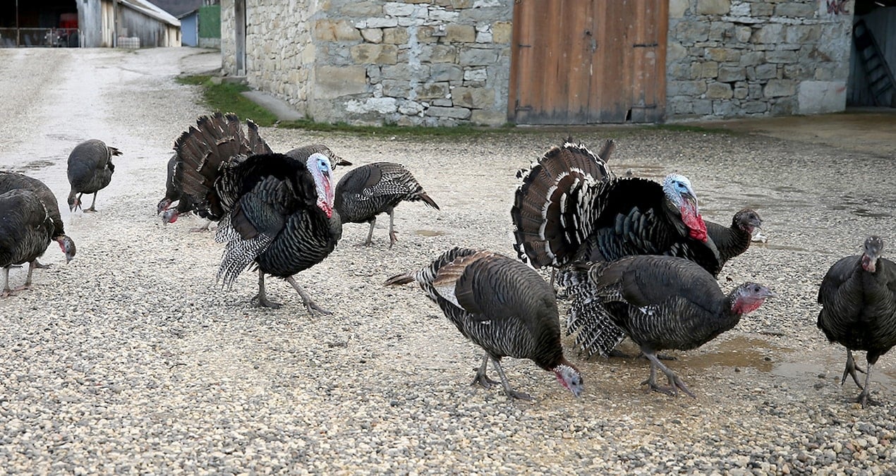 Yılbaşı hindisinin fiyatı uçtu: Tanesi 3 bin 500 liradan başlıyor