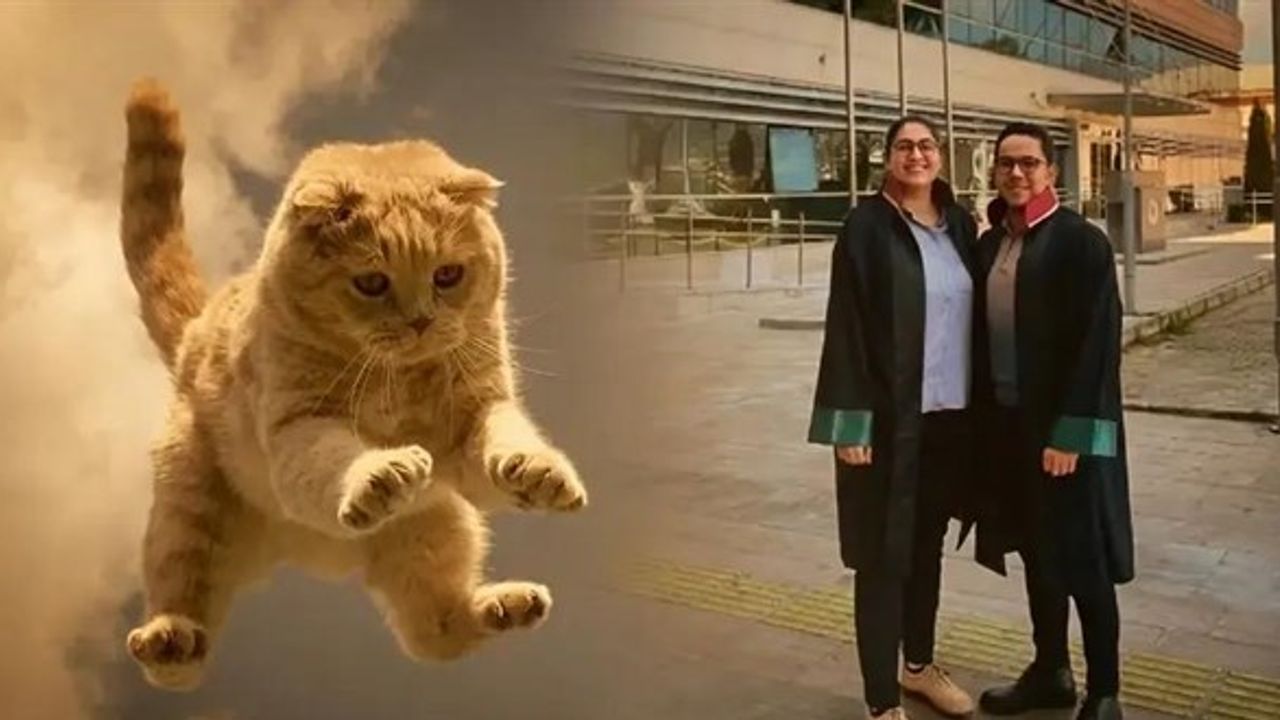 Hastanede üzerine kedi düşen kadına 50 bin lira tazminat