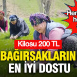 hem-lezzetli-hem-de-sifali-bagirsaklarin-en-iyi-dostu-kilosu-200-tl-RVtJKQpL