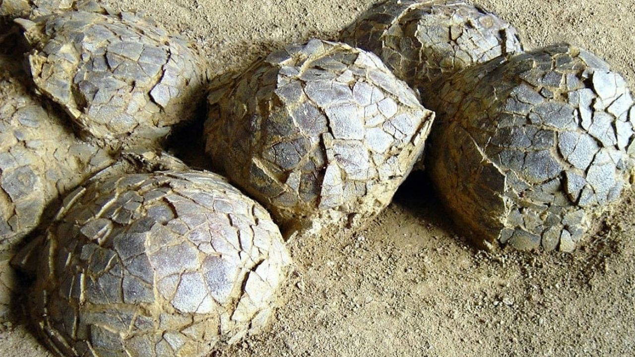 Fransa’da 70 Milyon Yıllık Dinozor Yumurtaları Keşfedildi: Jurassic Park Gerçek Oluyor Mu?