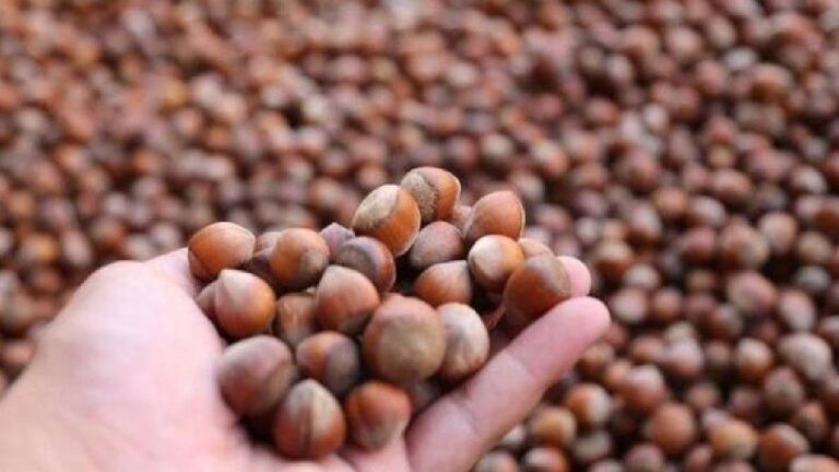 ureticiden-ihracatciya-rekolte-oyunu-tepkisi-qOBFjIrE