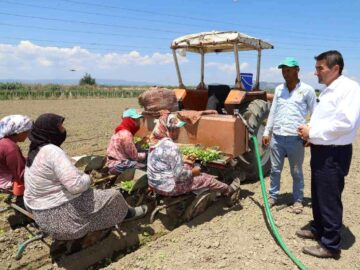Saruhanlı’da tütün mesaisi başladı